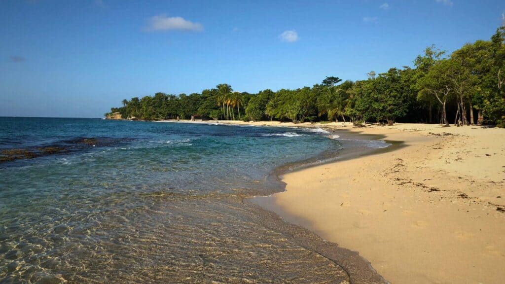 Secluded white sand beach with calm Caribbean water and lush tree-lined coast near les Cayalines