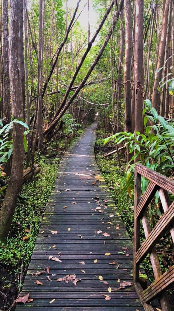 Wooden boardwalk winding through a dense mangrove forest leading to Anse Désert beach at Les Cayalines Résidence Hôtelière