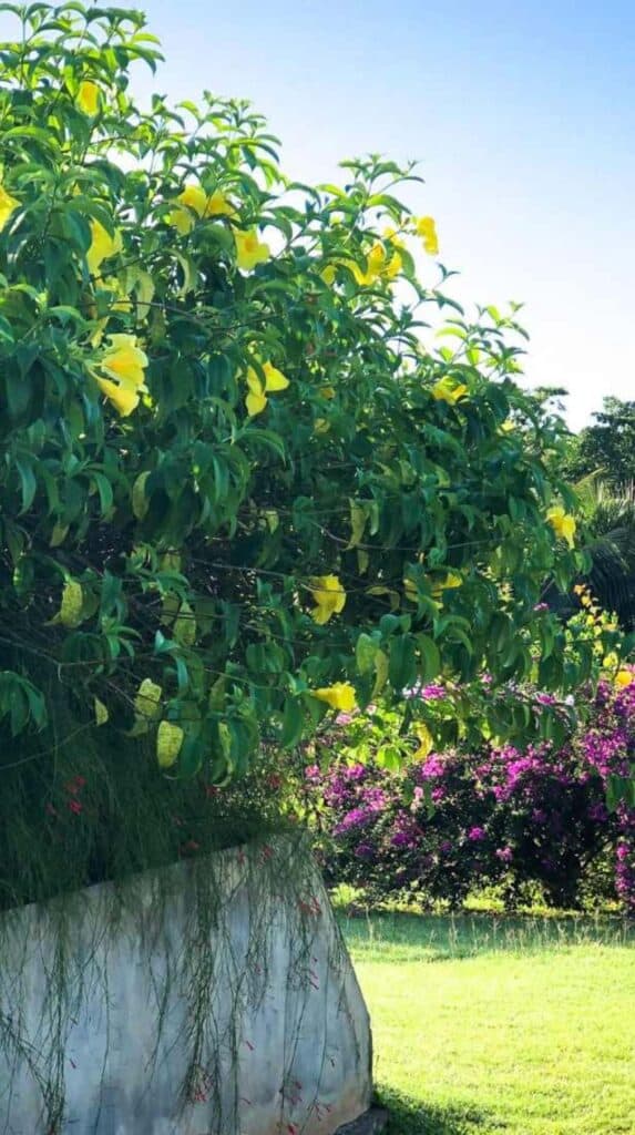 Yellow and purple tropical flowers blooming in the lush garden at les Cayalines in Martinique
