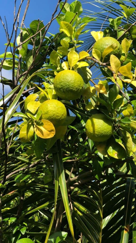 Green citrus fruit hanging from a tree in the tropical garden at Les Cayalines Résidence Hôtelière