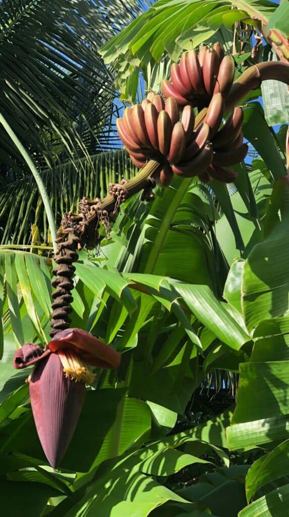 Red banana bunch and banana flower growing on a fruit tree in the garden at les Cayalines