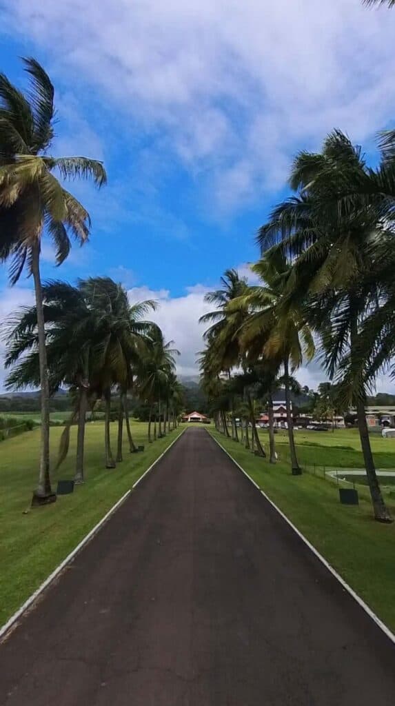 Long palm-lined road leading toward a distillery estate on a north island tour in Martinique