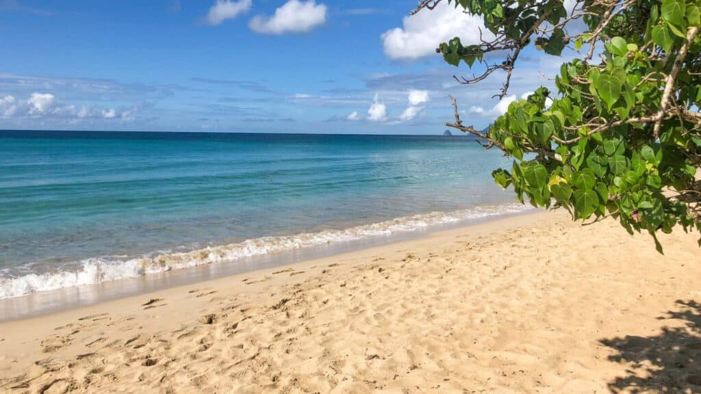 Calm turquoise water lapping a sandy beach shaded by tropical trees in Martinique France