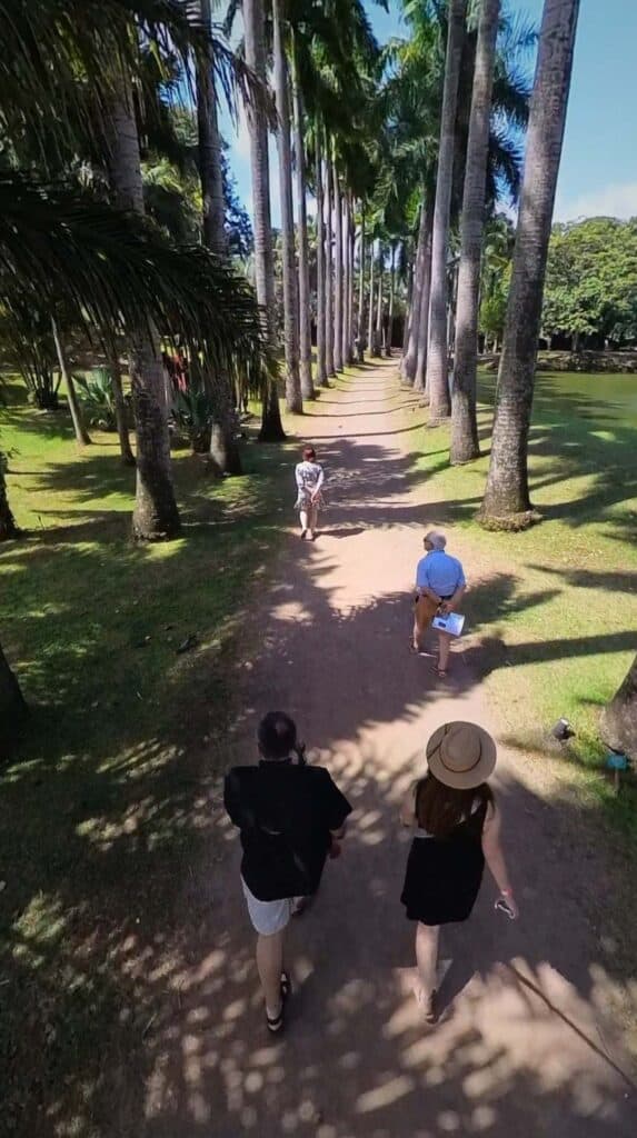 Tour group walking a shaded palm-lined path through a botanical garden on a Martinique tour