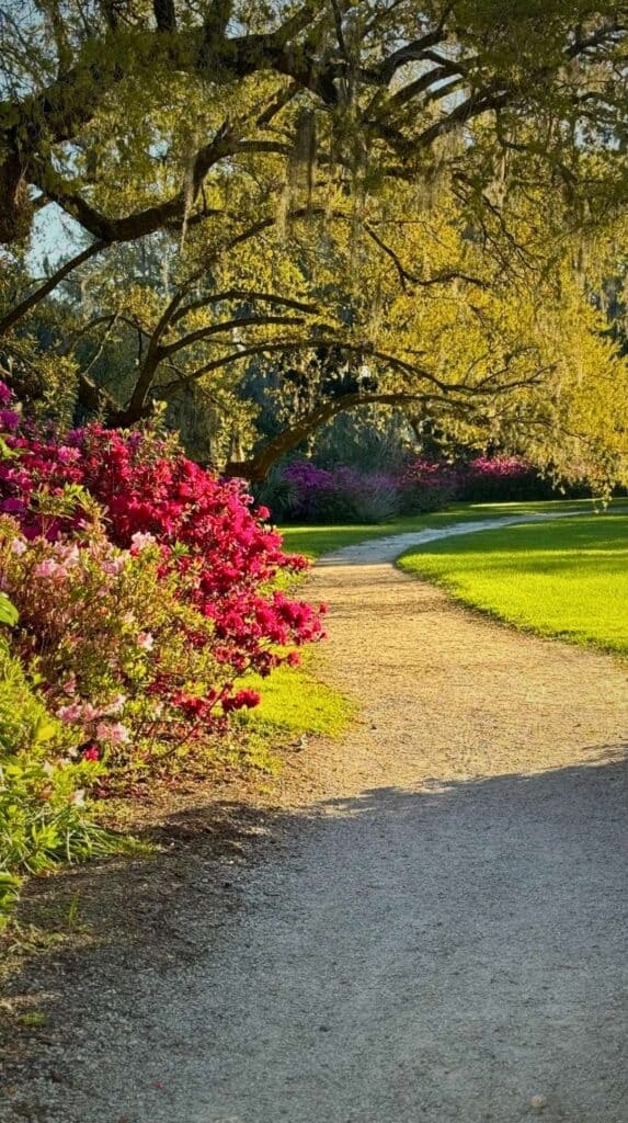 Garden path lined with blooming azaleas under mossy oaks at a Charleston plantation, beautiful for couples in Charleston
