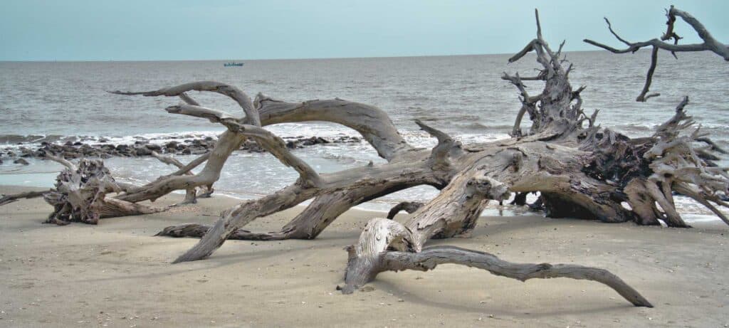 capers island beach near charleston sc