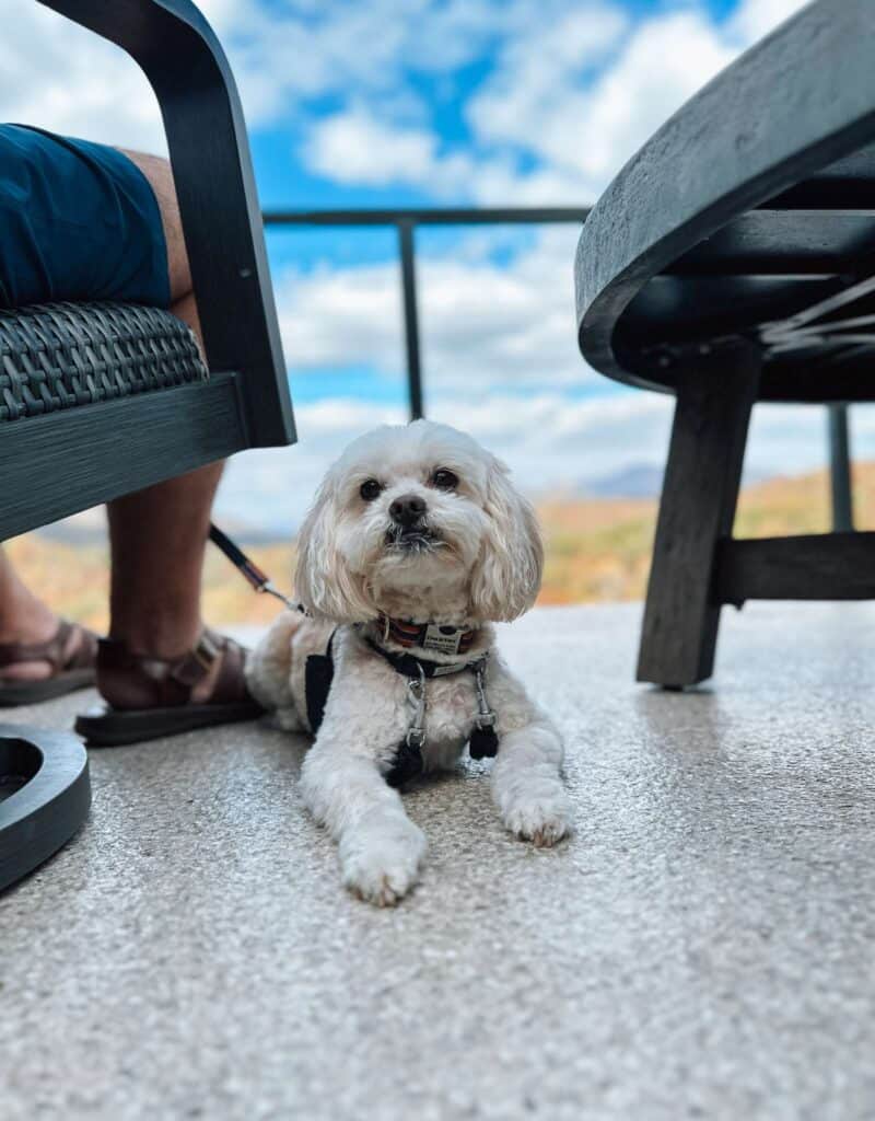 dog friendly winery north georgia