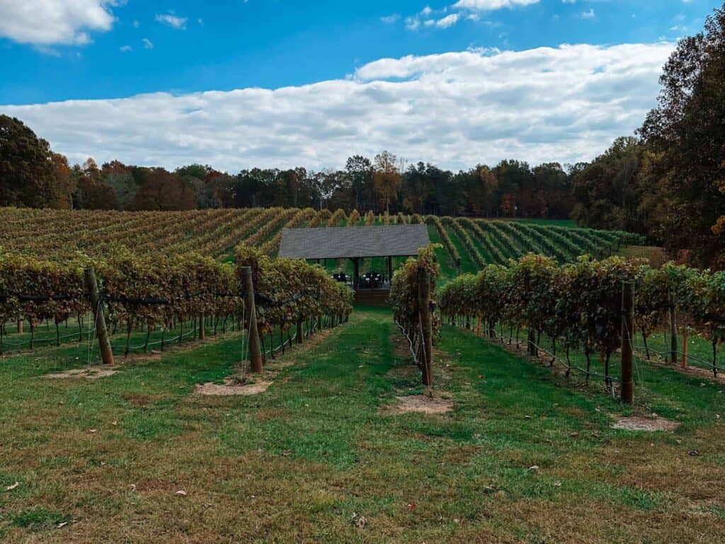 north georgia wineries roo mountain vineyards grapes