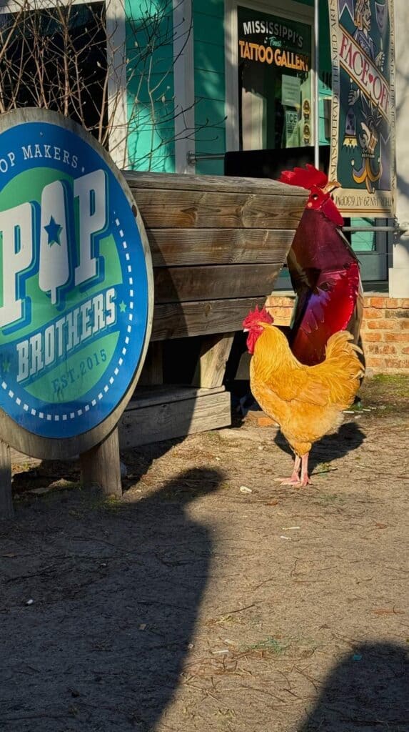 Two live roosters standing near a sign that reads "POP BROTHERS" outside a shop in downtown Ocean Springs Mississippi.