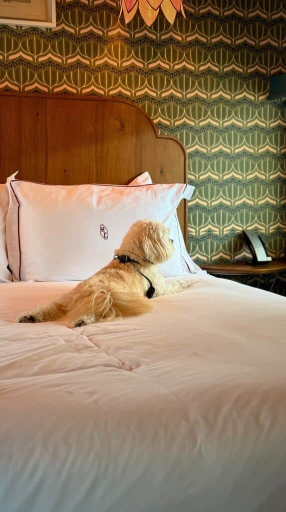 Small dog sitting on a white bed inside a stylish train-inspired guest room at The Hotel Chalet at Chattanooga Choo Choo.