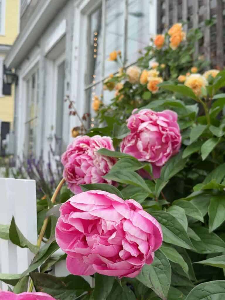 climbing roses rockport massachusetts