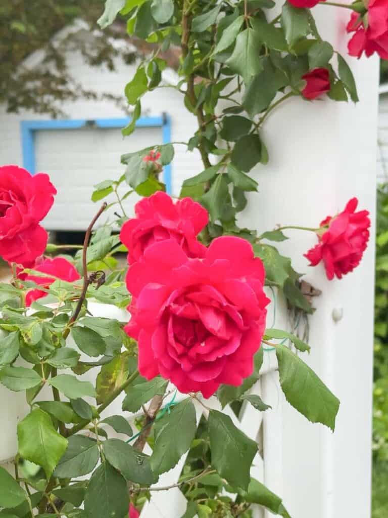 rose trellis rockport massachusetts