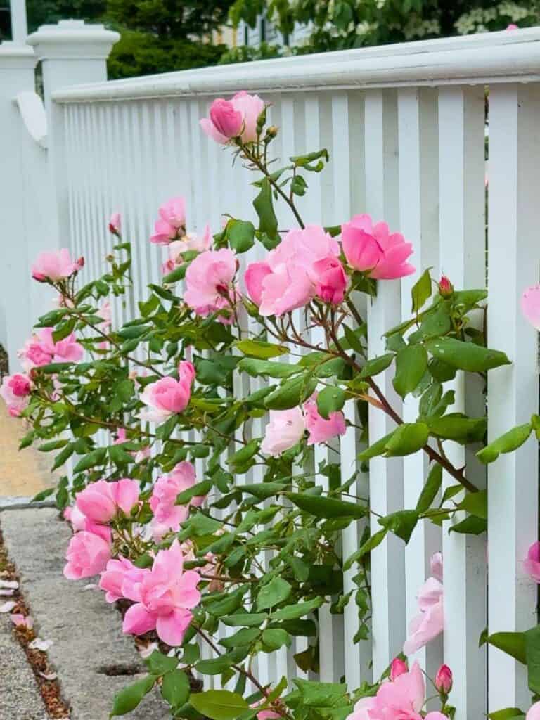 roses on fence rockport massachusetts