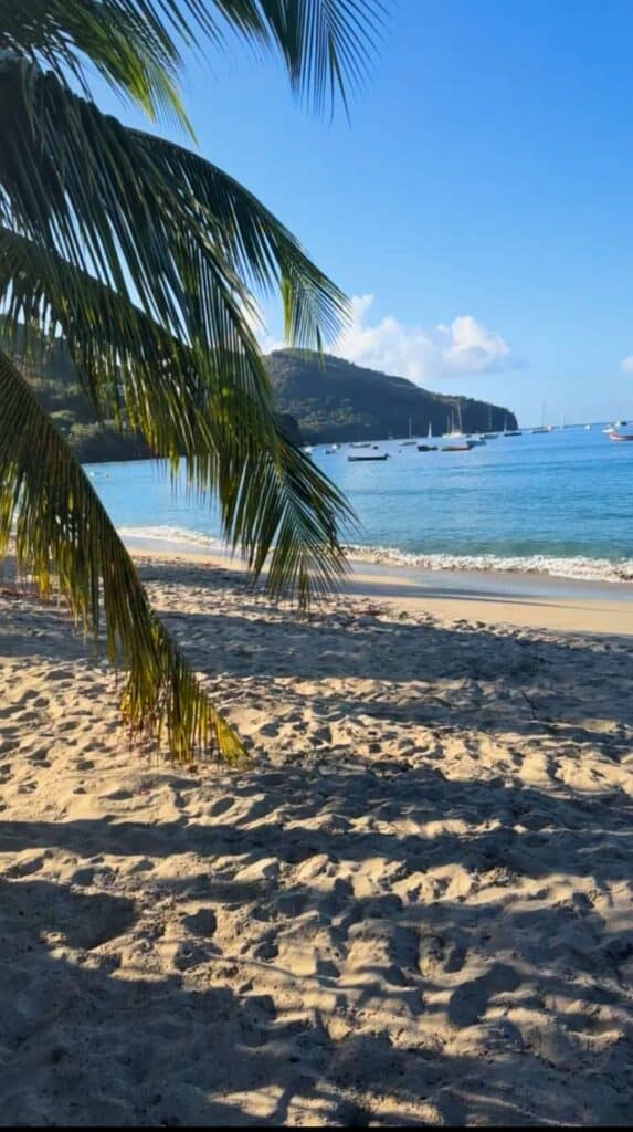 Palm tree leaning over a sandy beach at one of the top places to stay in Martinique