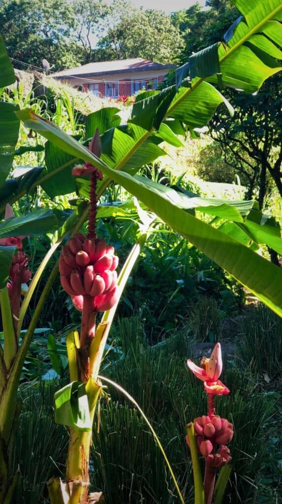 Banana plants and red ginger flowers growing near where to stay in Martinique in the north