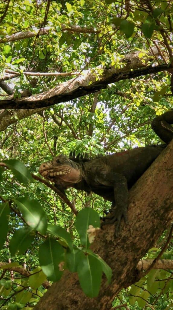 Large iguana in a jungle tree spotted near vacation rentals in Martinique on the eastern coast