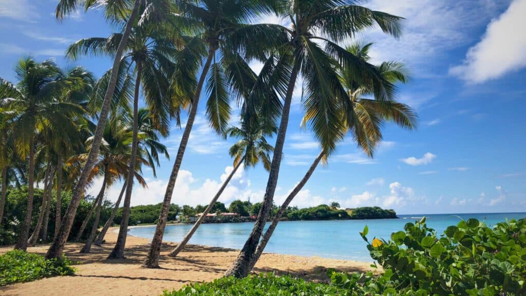 Calm Caribbean beach with tall palms near hotels in Martinique in Case-Pilote