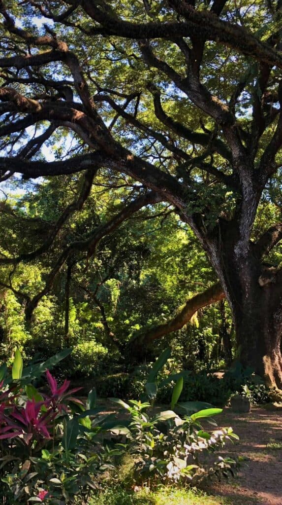 Sunlit rainforest path near some of the best hotels in Martinique on the northern coast
