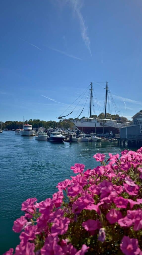 Pink beach roses bloom over a harbor full of sailboats in Kennebunkport
