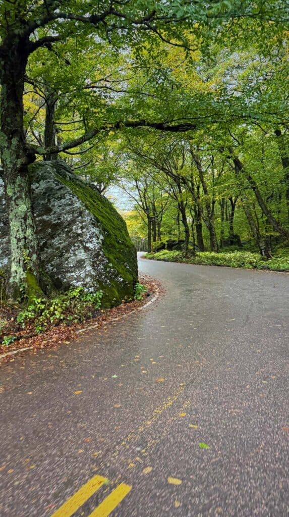Trees arch over a mossy boulder along the road through Smugglers Notch
