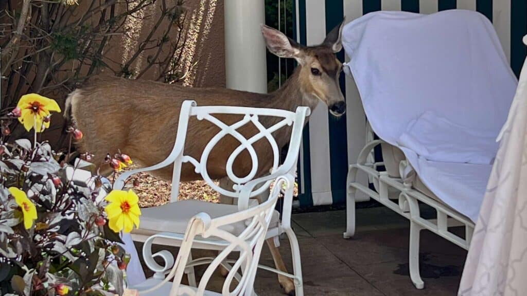 A mule deer nibbling a guest's salad beside a pool lounge chair at the Lakeside Pool Cafe