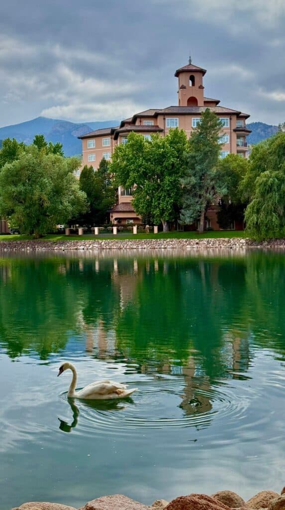 A white swan gliding on Cheyenne Lake below the towers where the restaurants at the Broadmoor sit